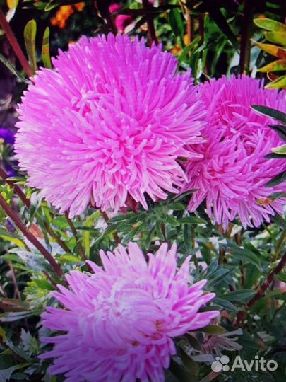 Семена астры