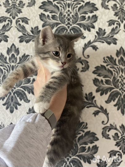 Сибирские котята