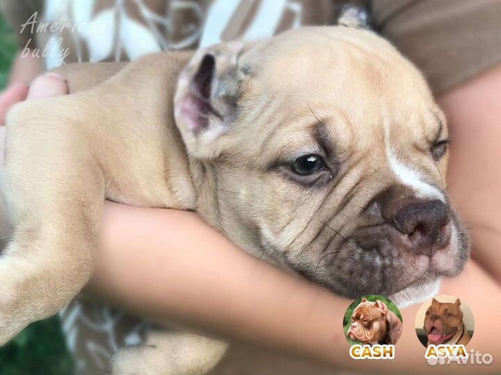 Щенки американского булли