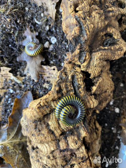 Кивсяки пчелки