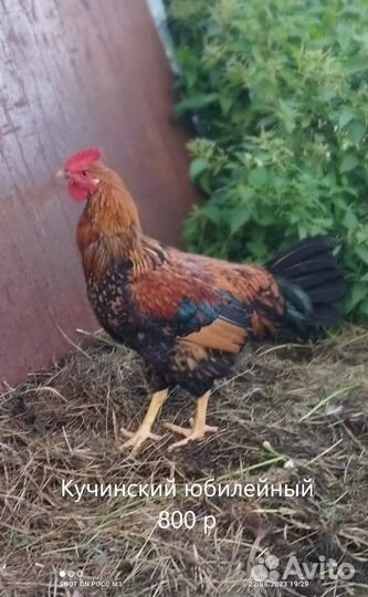 Молодые петухи