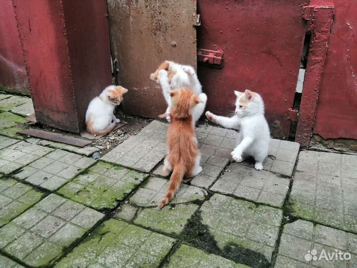 Маленькое счастье в подарок