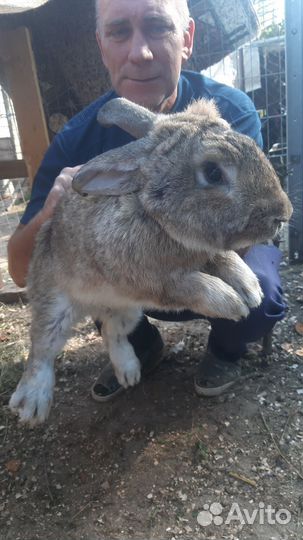 Кролики великаны цены разные