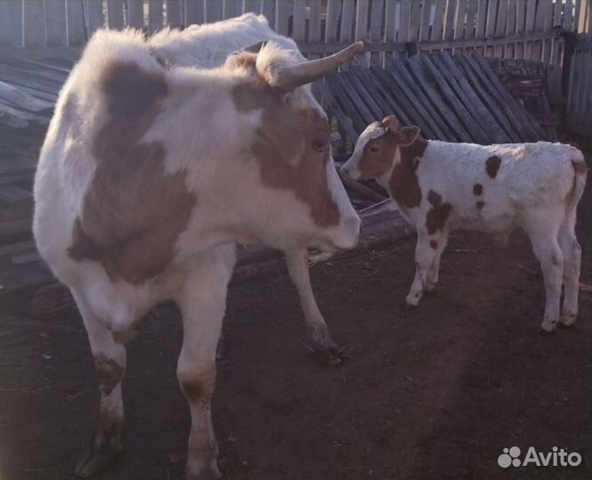 Корова с теленком