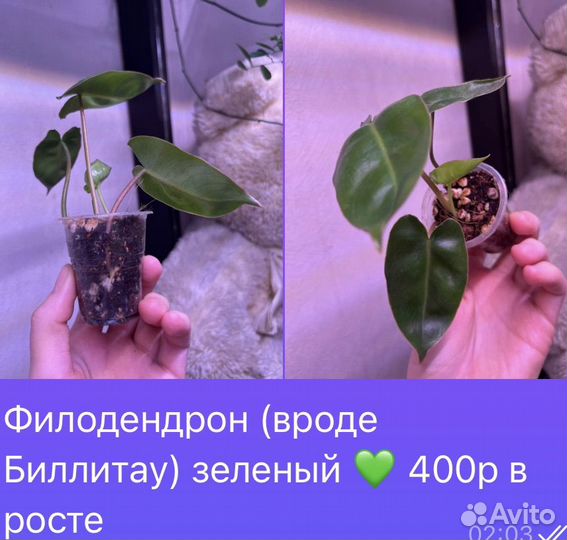 Растения домашние, разные