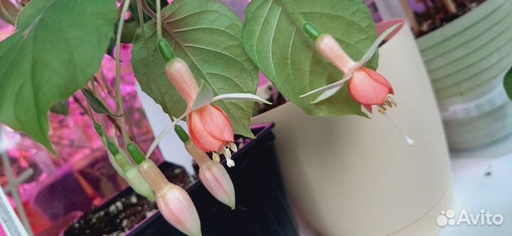 Фуксия свежие срезы