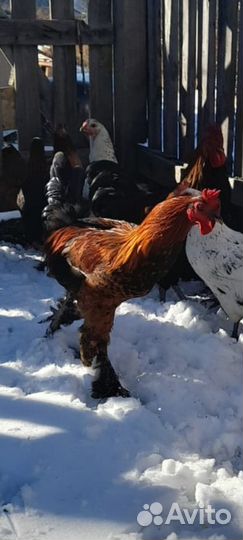 Молодые петухи