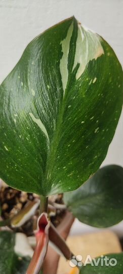 Филодендрон White Knight