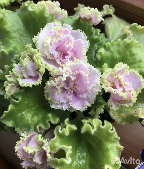 Сортовые фиалки, орхидеи Дендробиум Нобиле