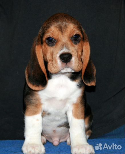 Щенки бигля РКФ 3 мес