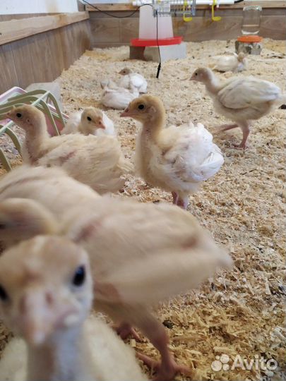 Индюшата биг-6