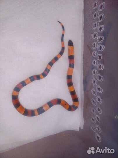 Змеи молодняк