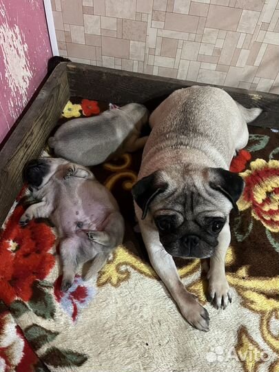 Щенки мопса
