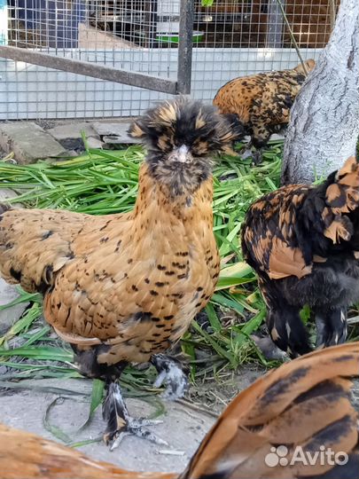 Петухи Павловские серебро и золото