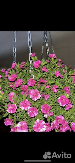 Цветыразые