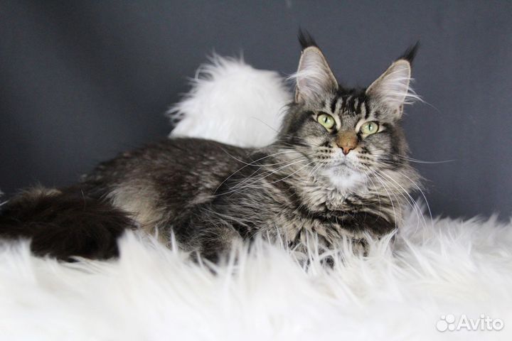 Кошка породы Мейн Кун