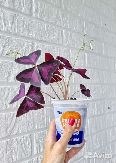 Оксалис / кислица / бабочка