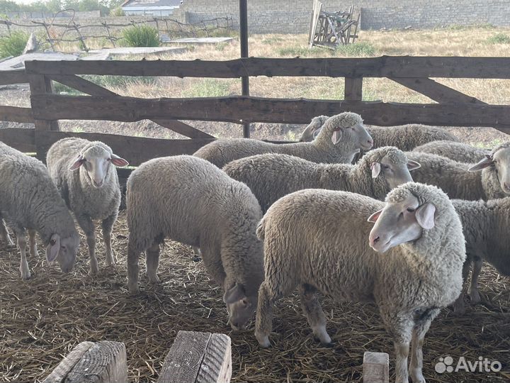 Ярка мериноланд