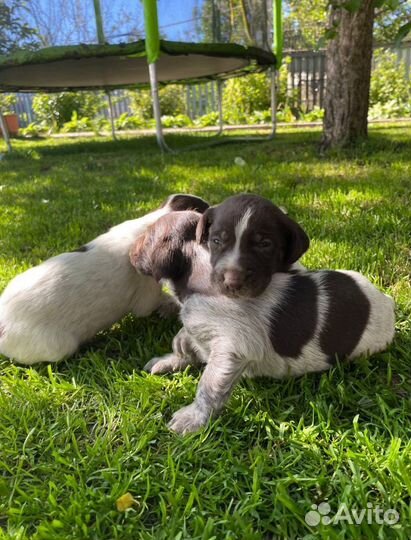 Щенки дратхаара
