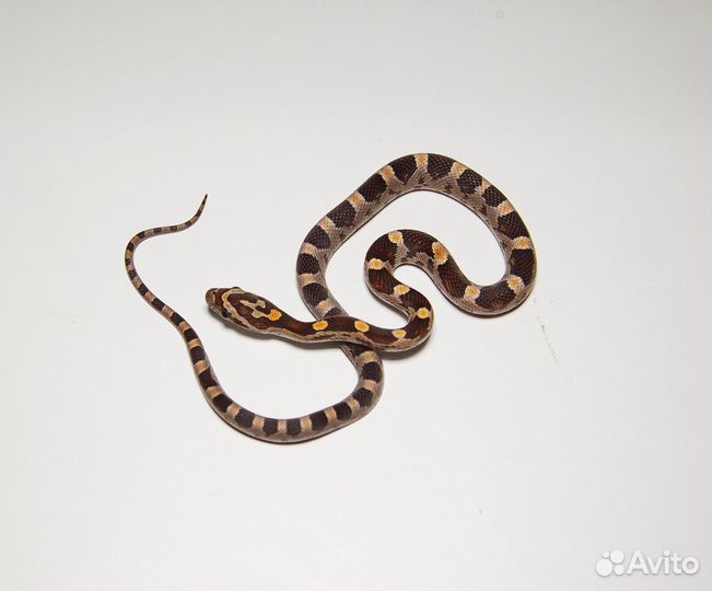 Змея маисовый полоз