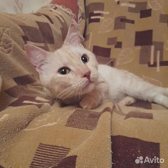 Котик ищет семью