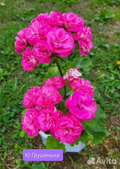 Пеларгония сортовая