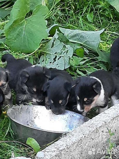 Двор-терьер щенки