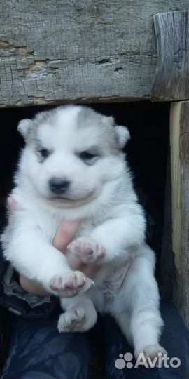 Продам щенка