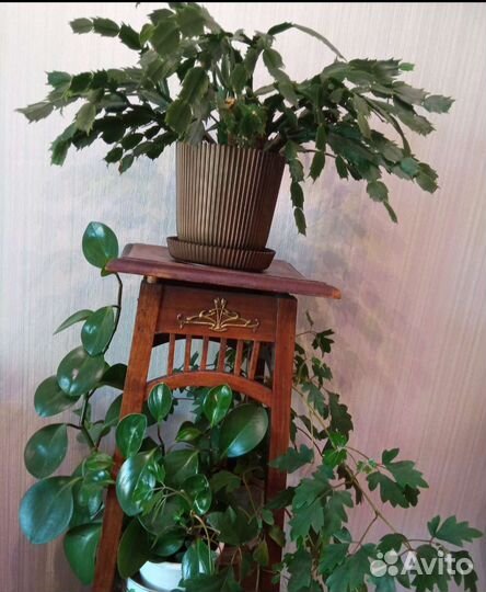 Комнатные цветы