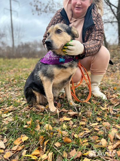 Собака в добрые руки отдам бесплатно