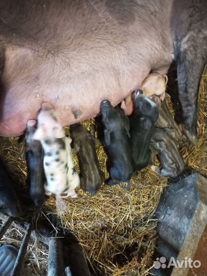 Поросята