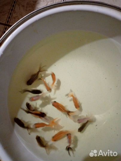 Золотые рыбки