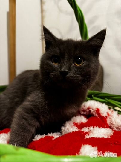 Котята 4 месяца