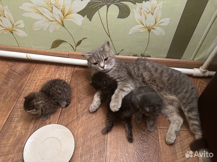 Котята породистые
