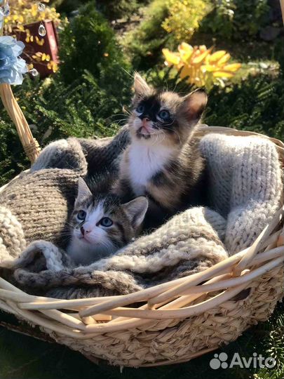 Котята в добрые руки