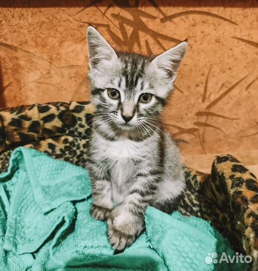 Котенок девочка в добрые руки