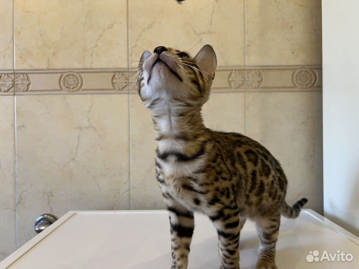 Бенгальский котенок девочка