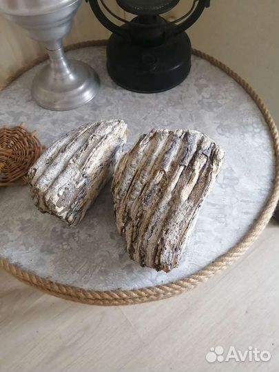 Зуб мамонта