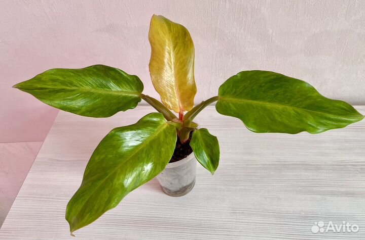 Филодендрон Карамель крем