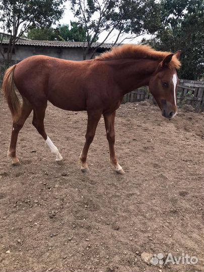 Жеребчик и Кобыла