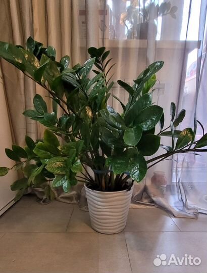 Замиокулькас 90 - 100 см, комнатное растение