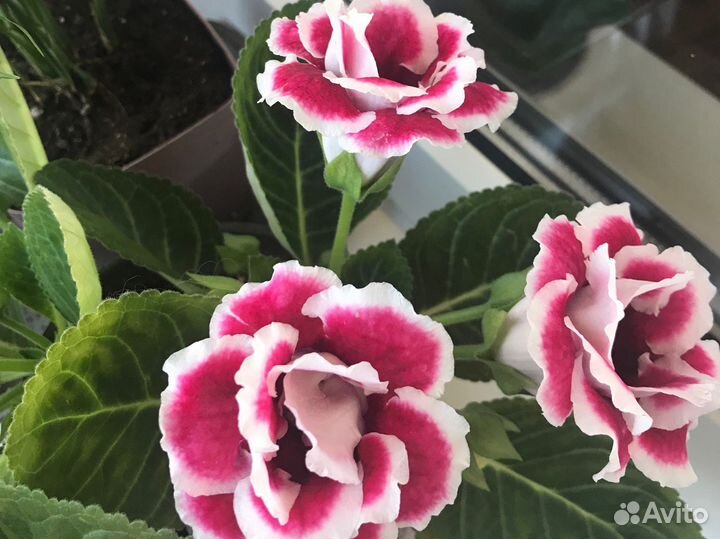 Цветы для дома