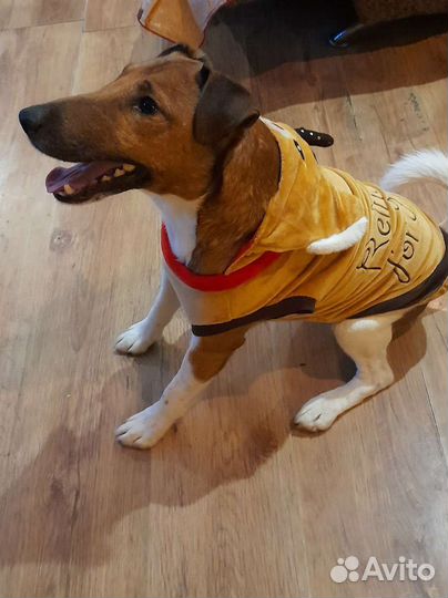 Ищем невесту