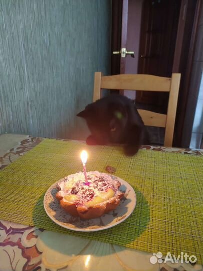 Домашние животные бесплатно кошки