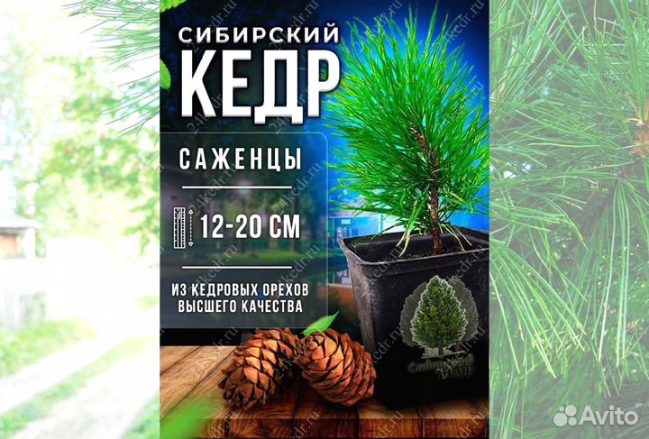 Саженцы кедра от производителя