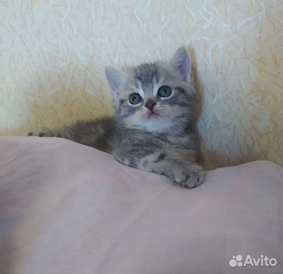 Британские котята