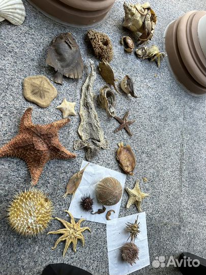 Морская коллекция