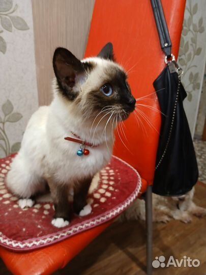 Отдам в добрые руки