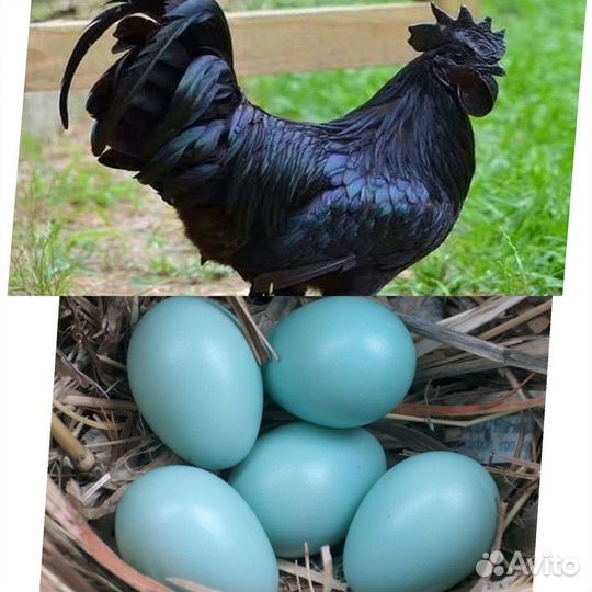 Ухейилюй 3х месячные