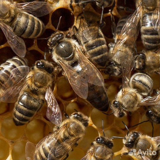 Матки плодные карника